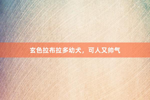 玄色拉布拉多幼犬,可人又帅气